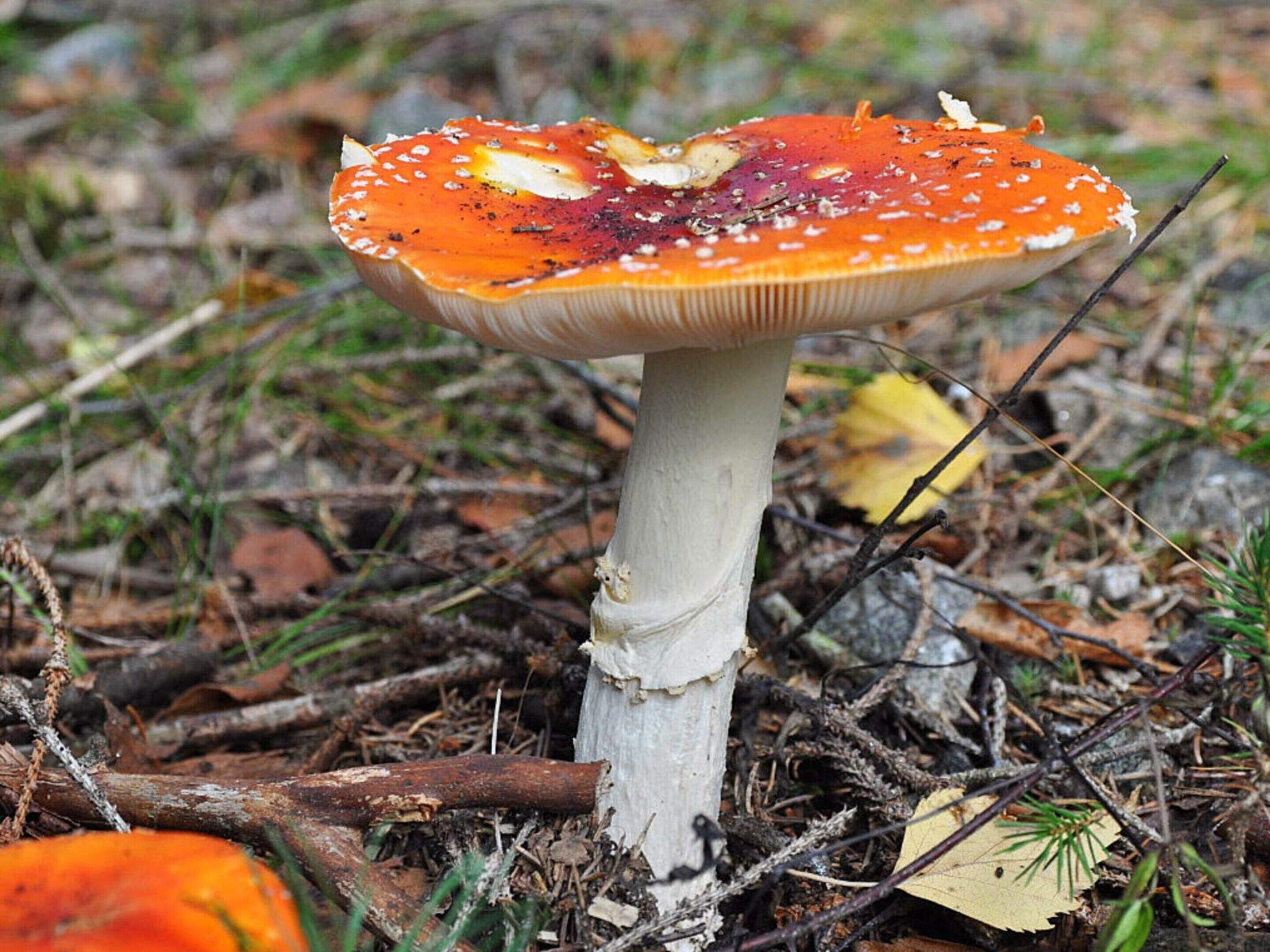 منزل | تناول الطعام