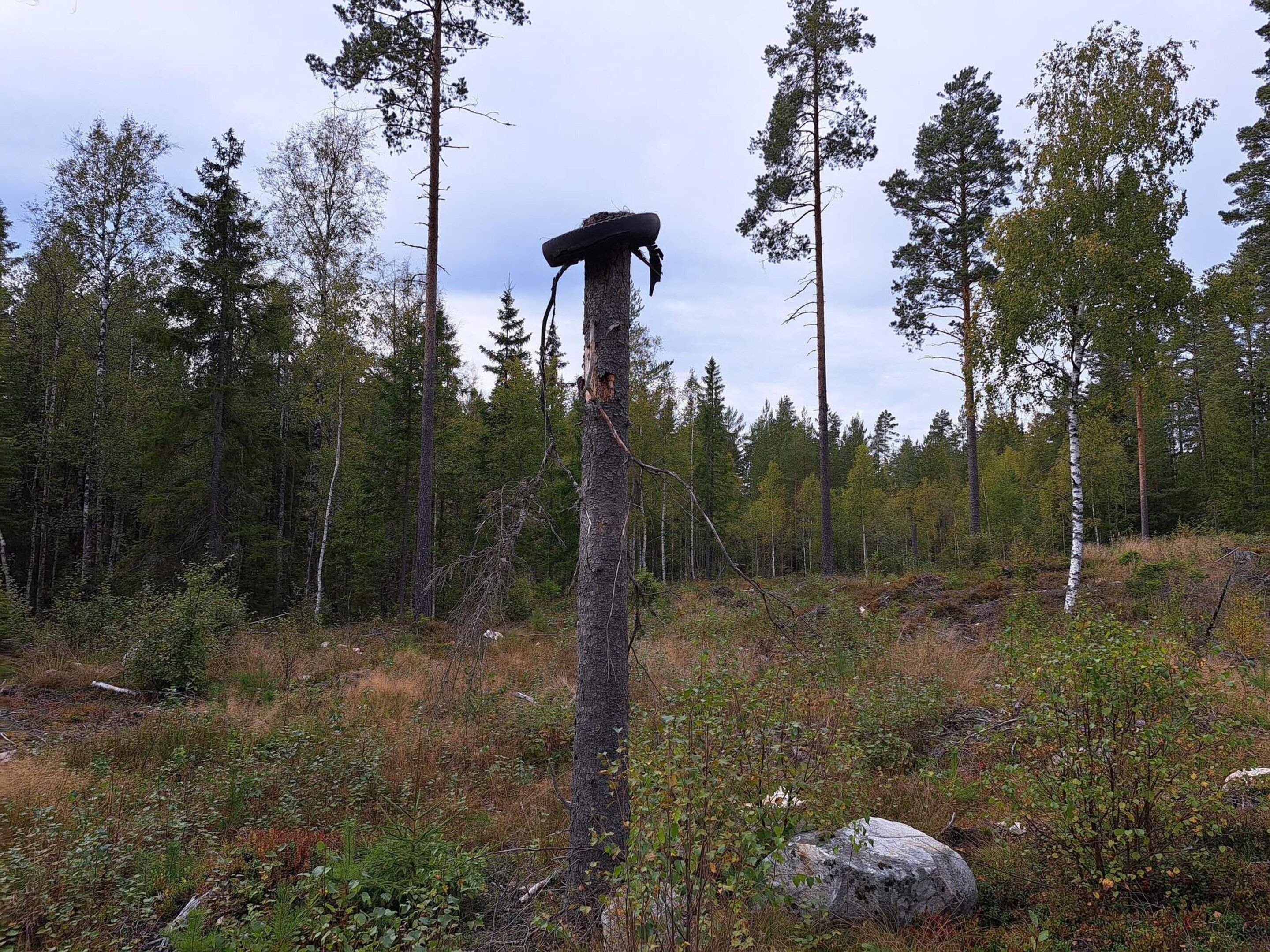 Une zone boisée avec un grand arbre mort au centre.