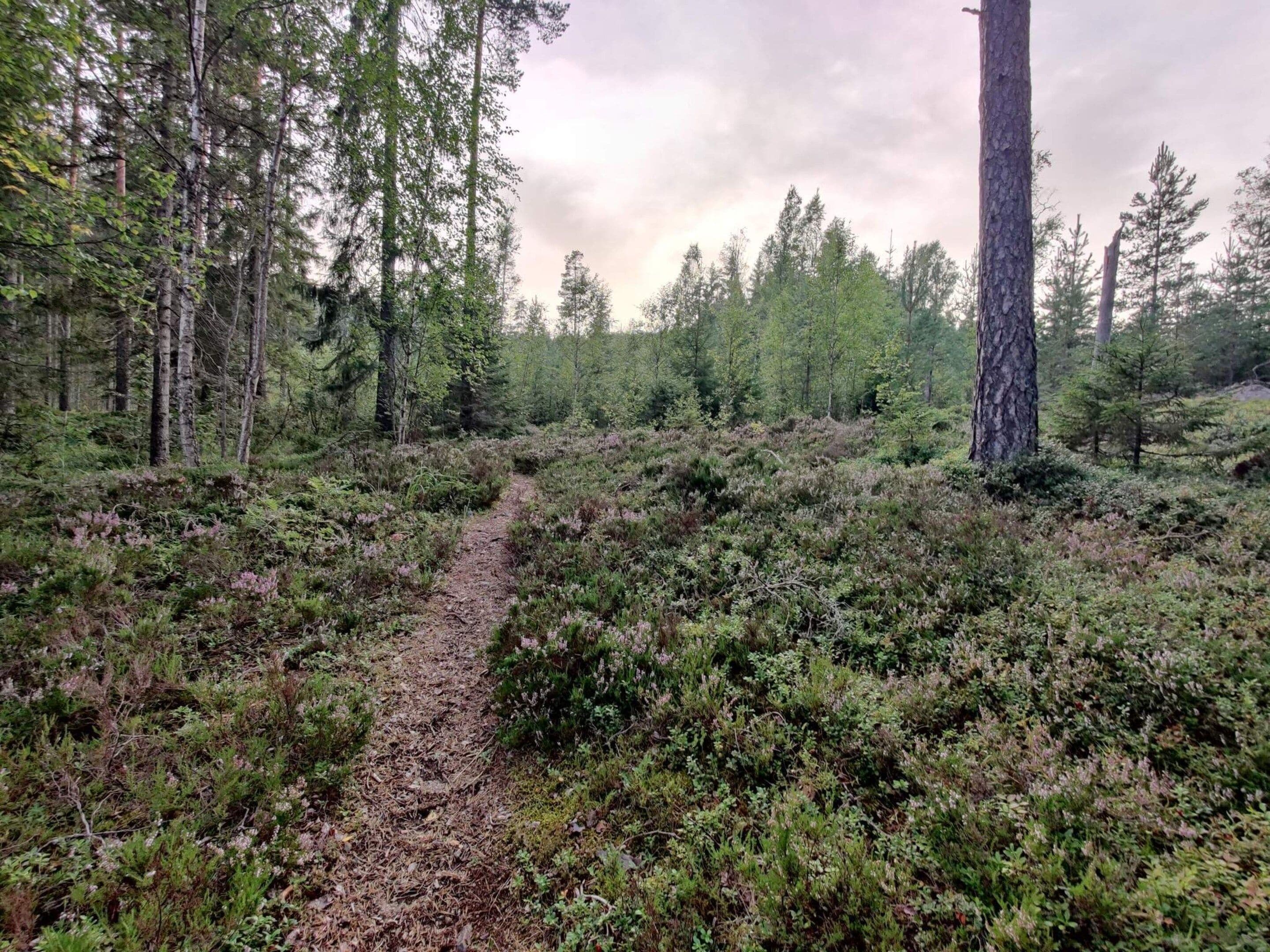 Une zone boisée avec un sentier de terre.