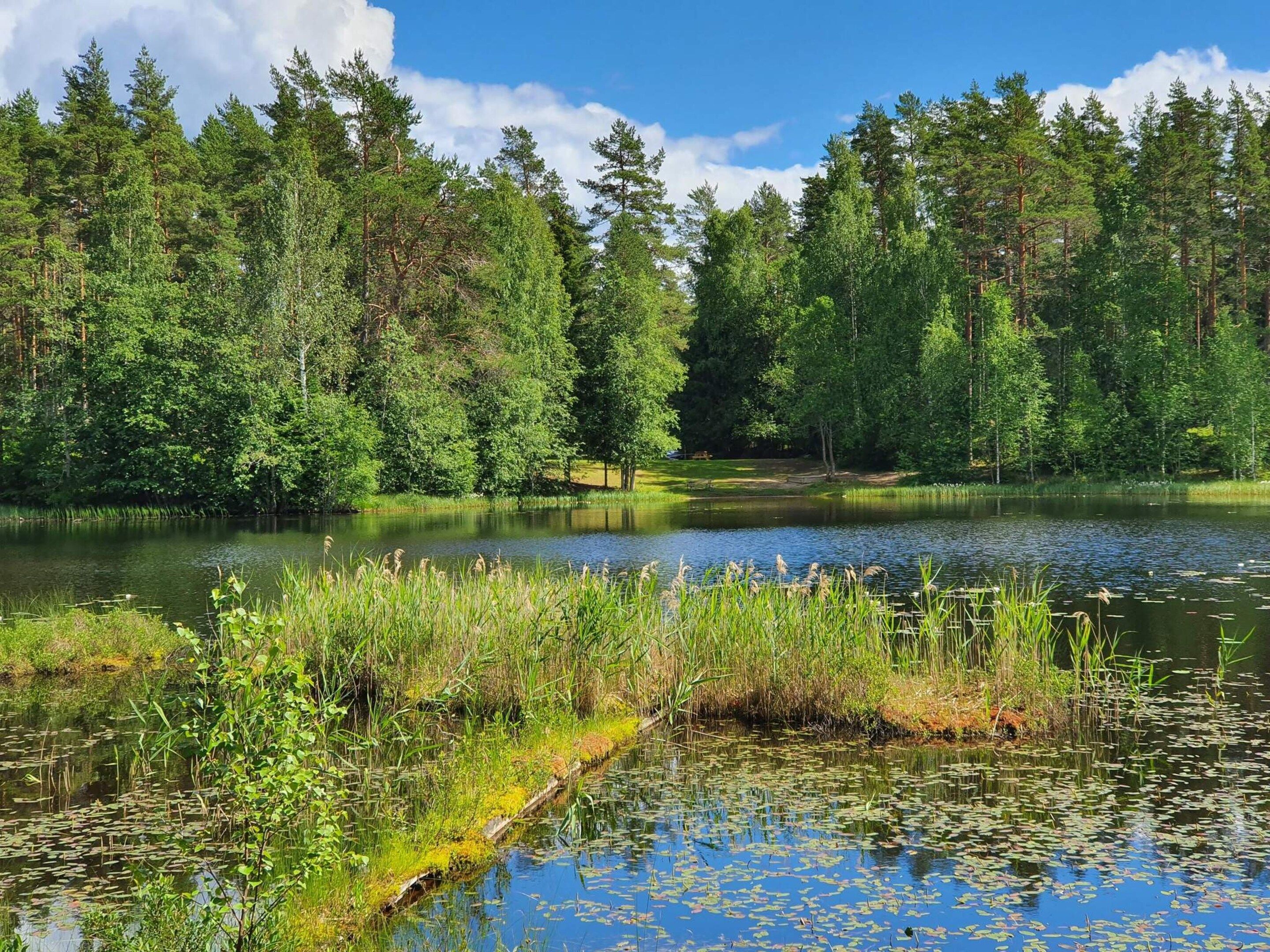Een natuurlijk landschap met een meer, omringd door dicht bos en hoge bomen.
