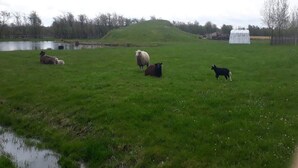 Ein grünes Feld mit einem Teich, einem Hügel und einem weißen Gebäude im Hintergrund.