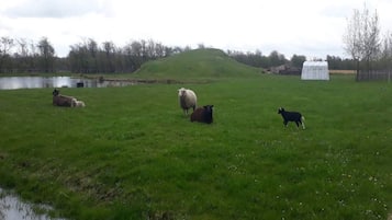 Hus | Overnattingsstedets uteområder