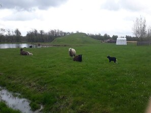 House | Property grounds - 4 Person Holiday Home in Ansager-by Traum (Ansager)