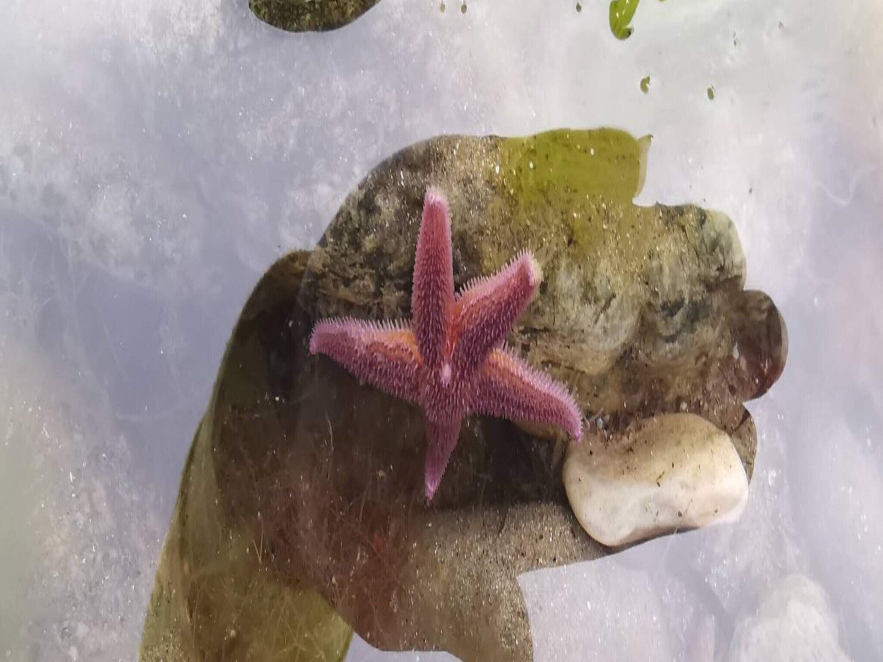 A starfish on a rock in a shallow water area.
