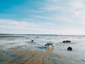 A dog on a wet beach with rocks and a distant structure. - 5 Star Holiday Home in Jaegerspris (Jægerspris)