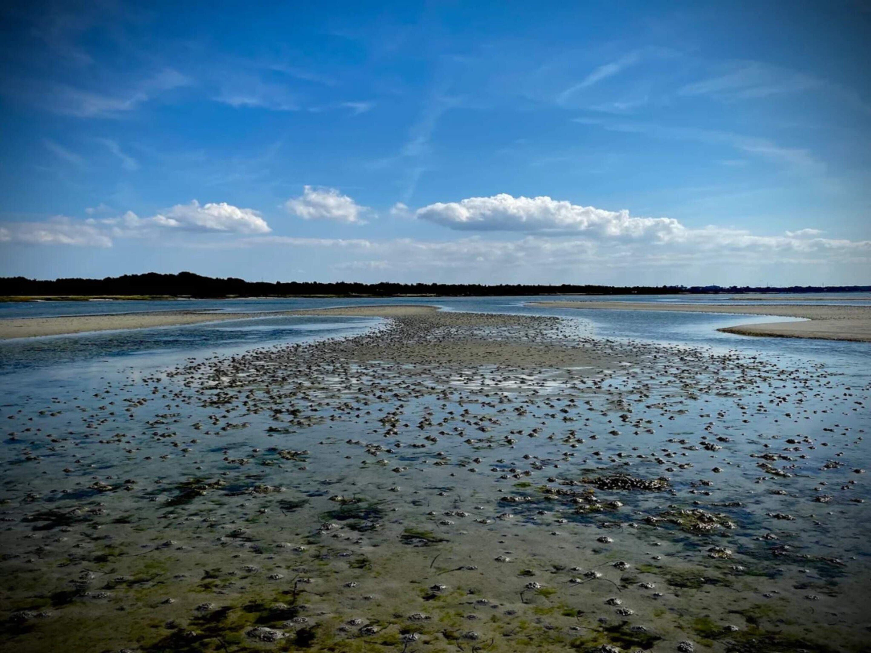 Un paisaje costero con una extensa masa de agua, una playa arenosa y una línea de árboles distante bajo un cielo despejado.