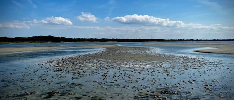 Un paisaje costero con una extensa masa de agua, una playa arenosa y una línea de árboles distante bajo un cielo despejado.