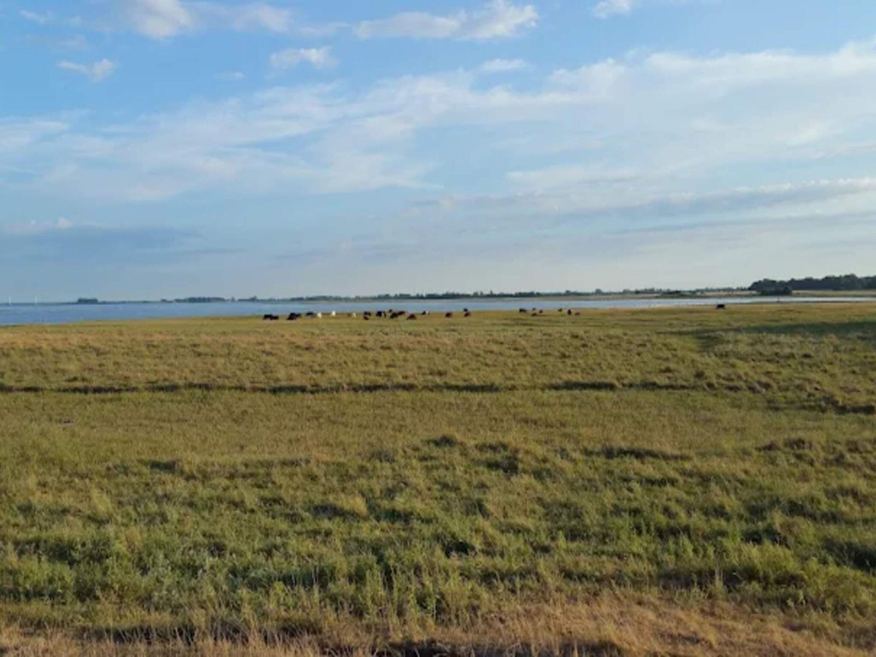 A flat landscape with a body of water in the distance and a line of trees on the horizon.