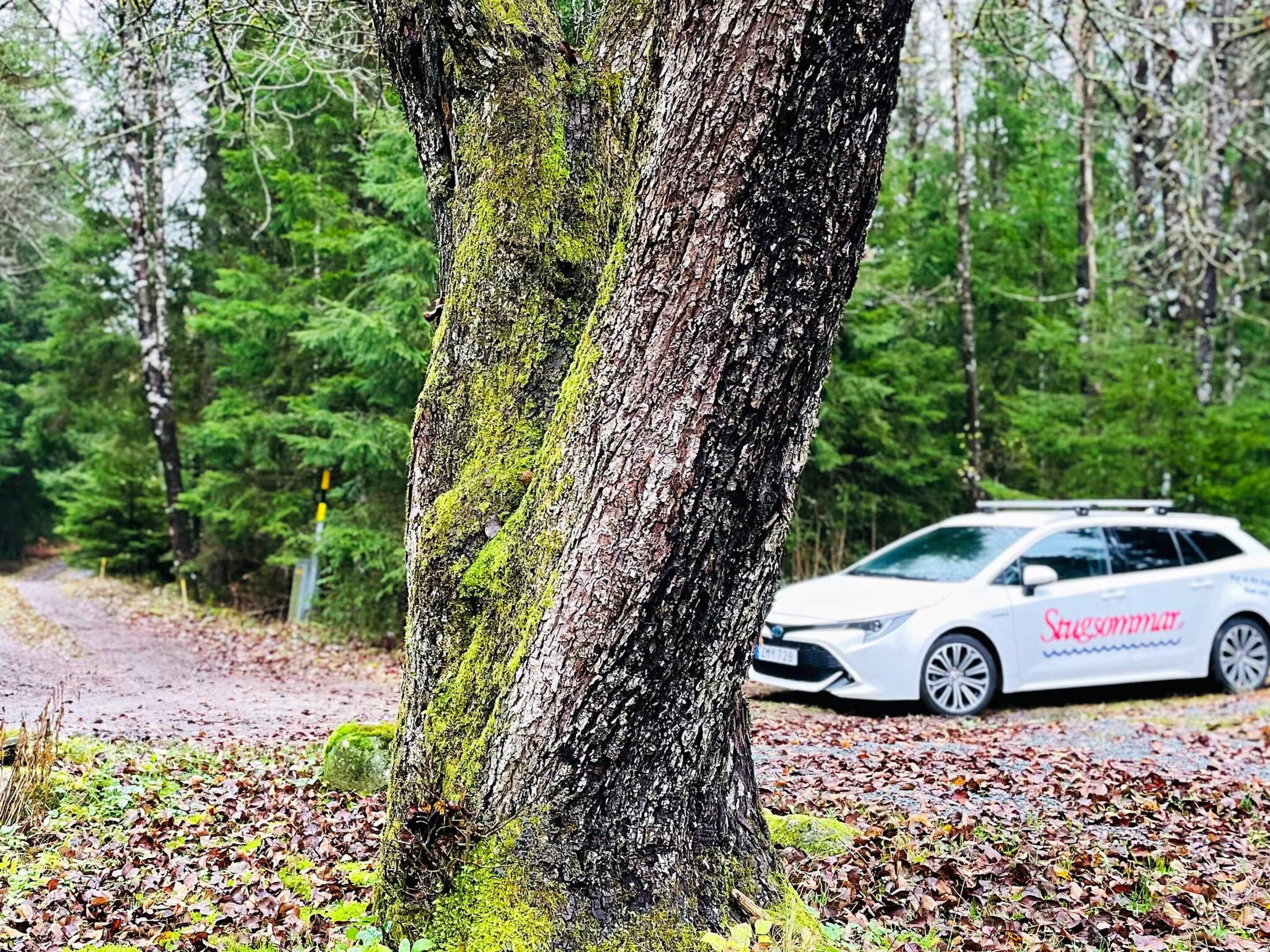 Un arbre amb molsa i un cotxe blanc amb la marca 'Stugomur' estacionat en un camí cobert de fulles.