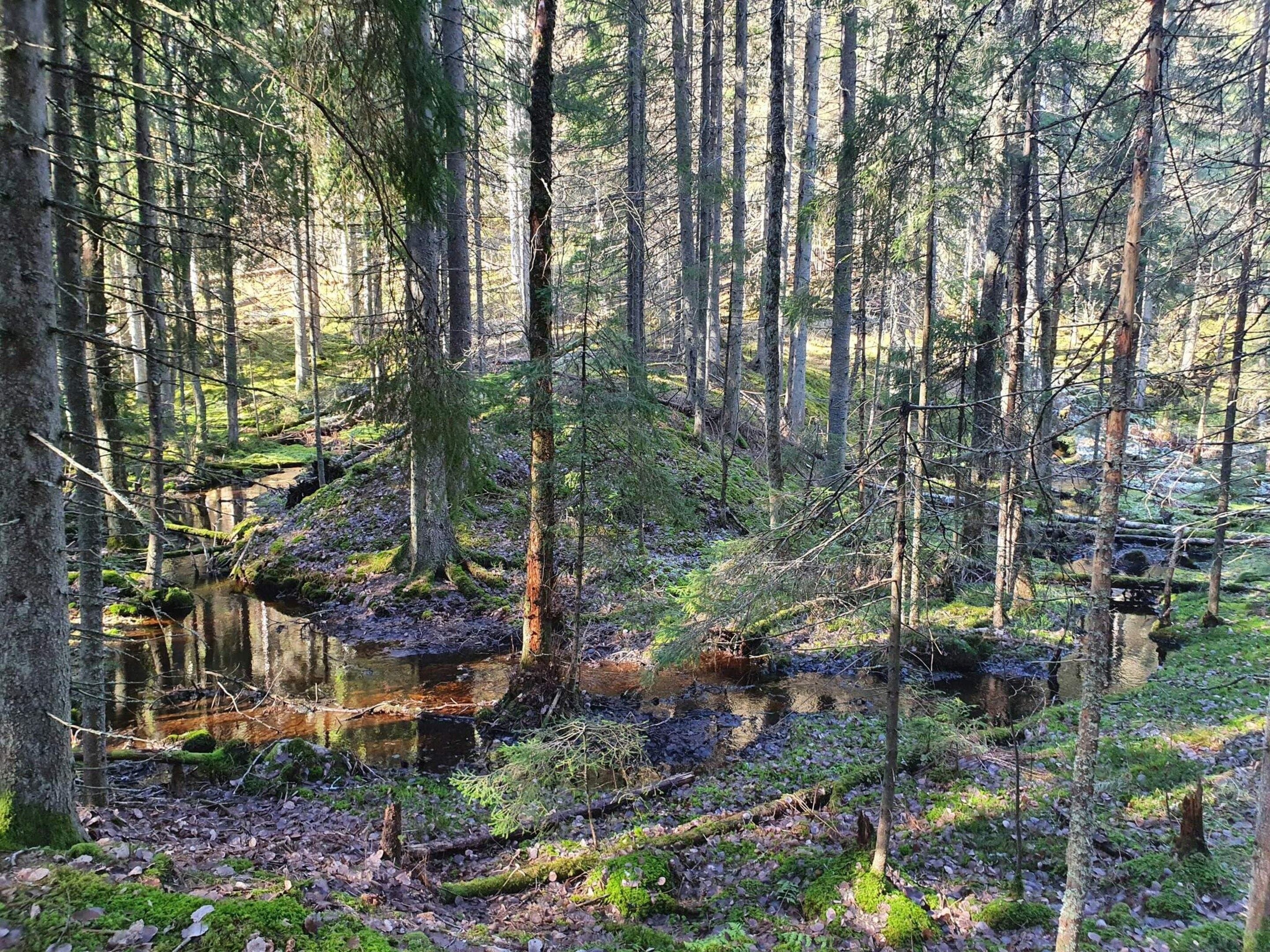 A forested area with a stream and fallen trees.