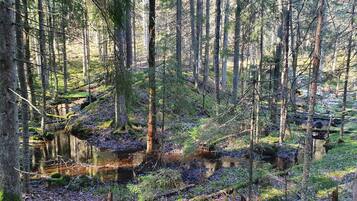 A forested area with a stream and fallen trees.