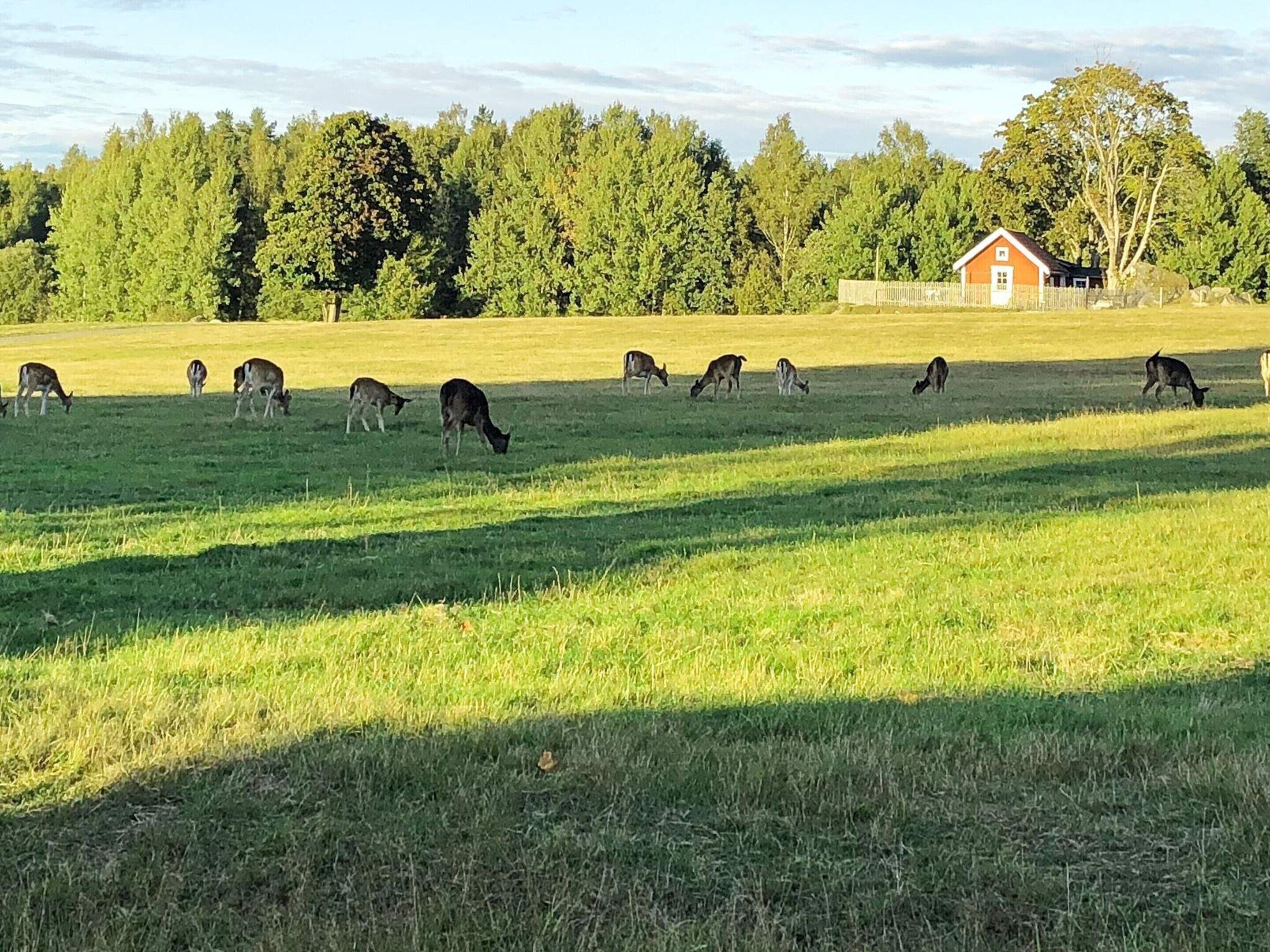 A rural landscape with a field of grazing cattle and a red barn in the background.