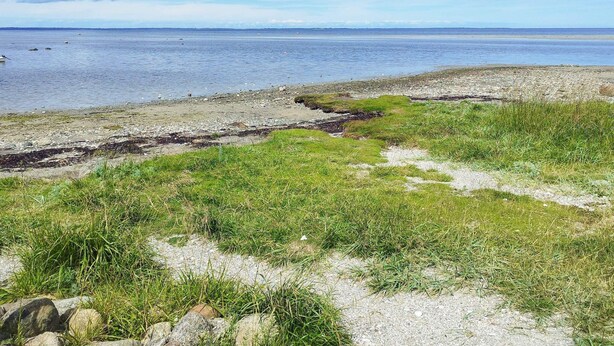 A coastal landscape with a grassy foreground, rocky shoreline, and a calm sea under a partly cloudy sky. - 4 Person Holiday Home in Jaegerspris (Jægerspris)
