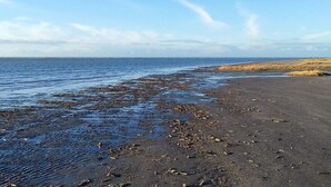 Una playa con arena húmeda y algas marinas, cielo despejado y horizonte lejano.
