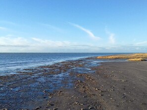 A beach with wet sand and seaweed, a clear sky, and distant horizon. - 12 Person Holiday Home in Fano (Fano)