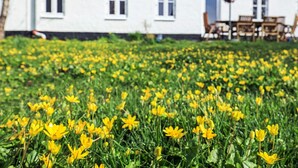A white building with a tiled roof, a purple umbrella, and a field of yellow flowers. - 4 Star Holiday Home in Aabybro (Aabybro)
