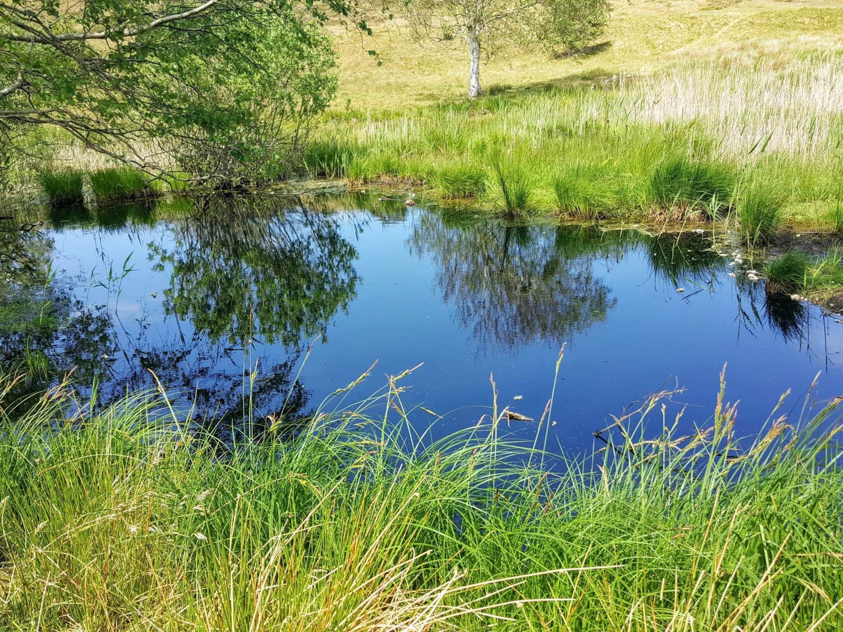 Ett naturligt landskap med en damm omgiven av gräs och träd.
