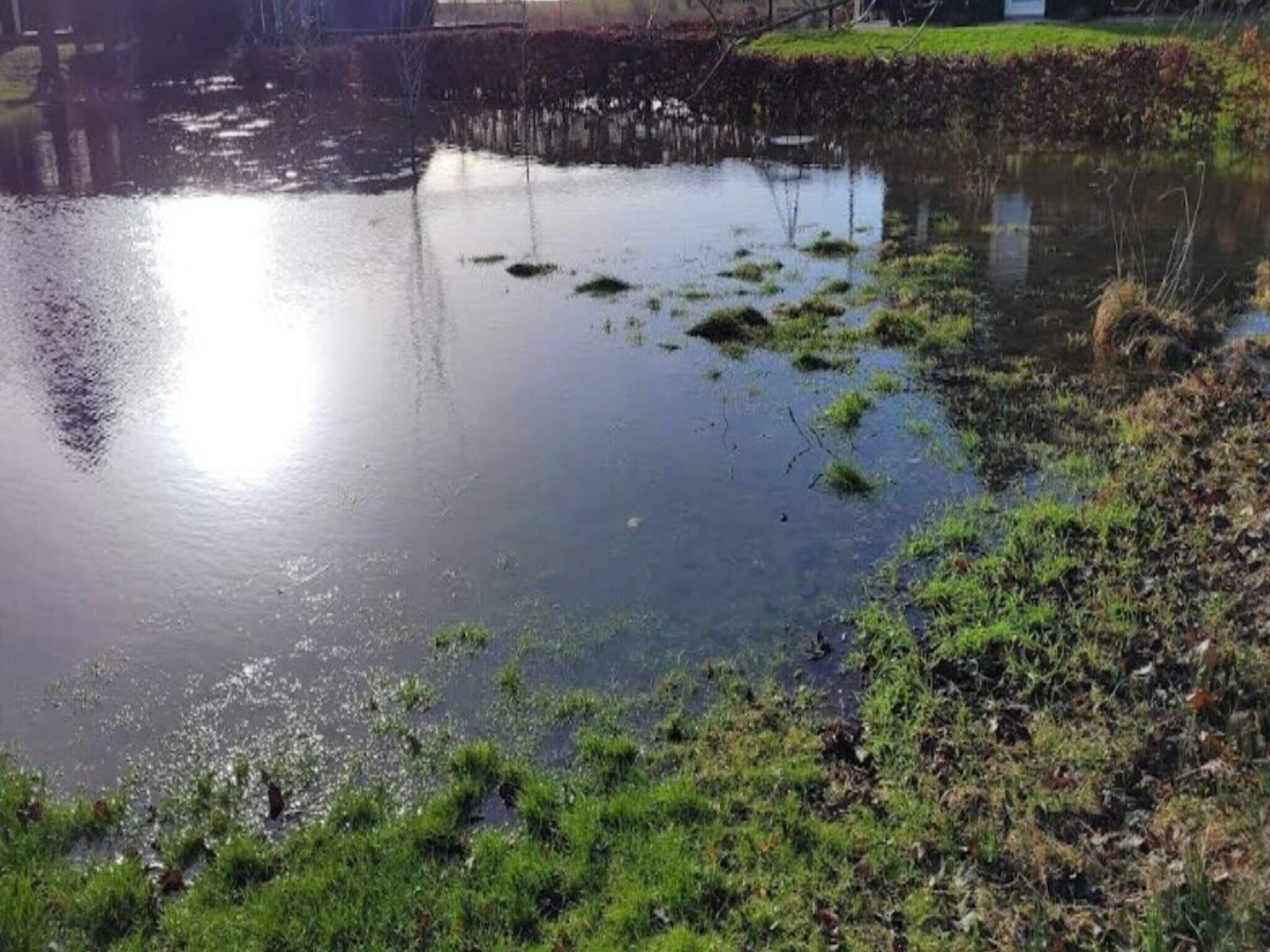 A calm pond with patches of green vegetation and a grassy bank.