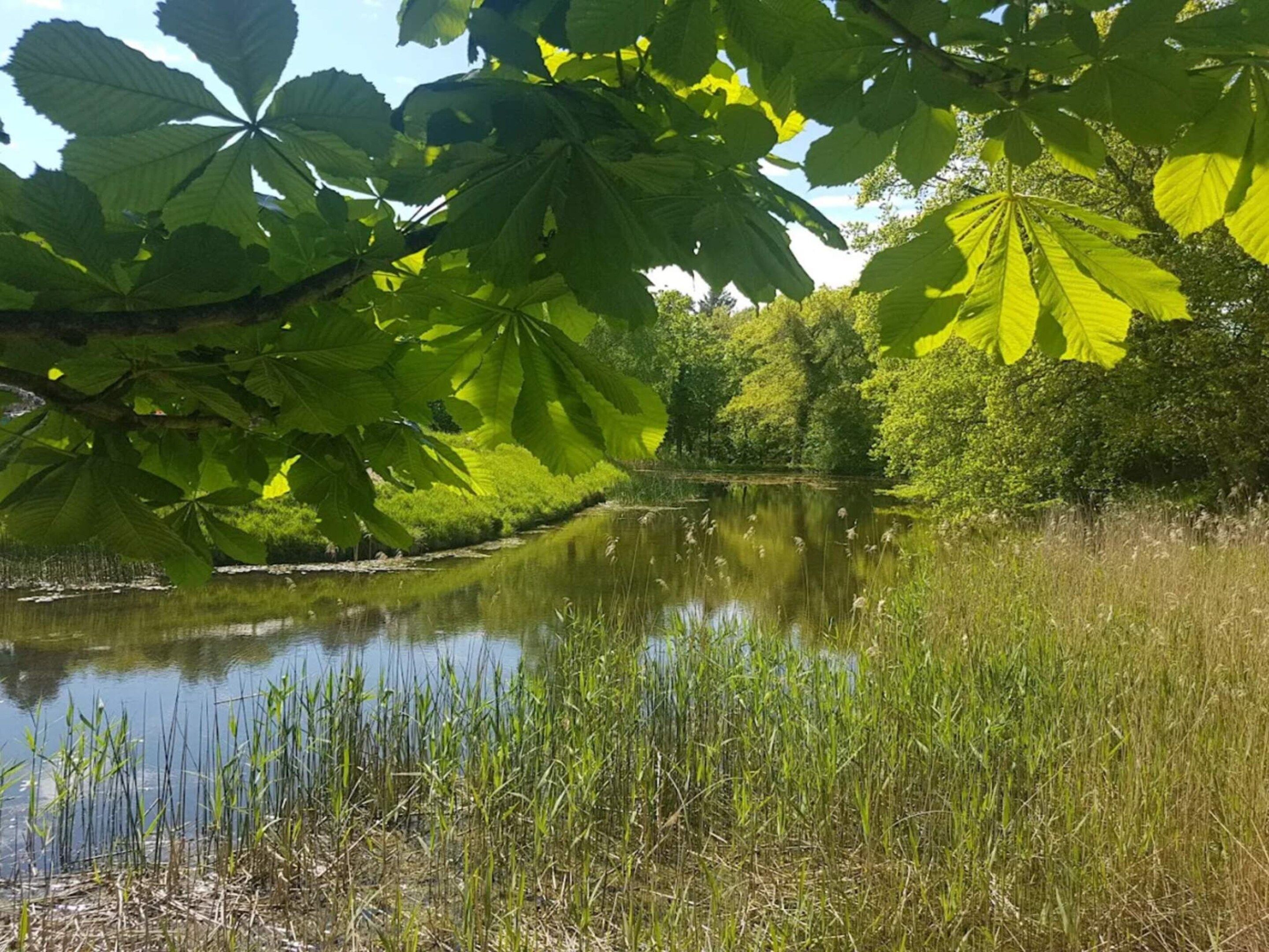 Un riu tranquil amb vegetació abundant i superfície d'aigua serena.