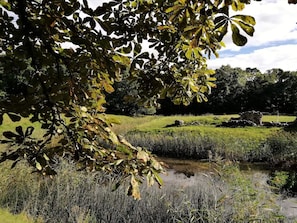 A natural landscape with a pond, grassy areas, and trees. - 4 Person Holiday Home in Frederiksvaerk (Frederiksvaerk)
