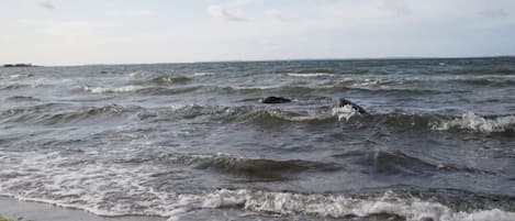 Una playa con olas y algas.