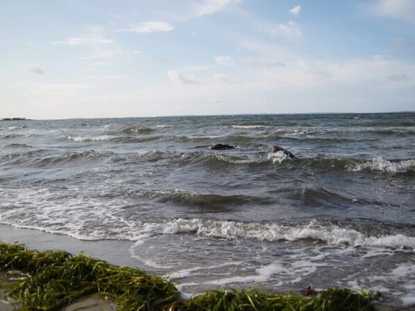 A beach with waves and seaweed. - 4 Star Holiday Home in Jaegerspris (Jægerspris)