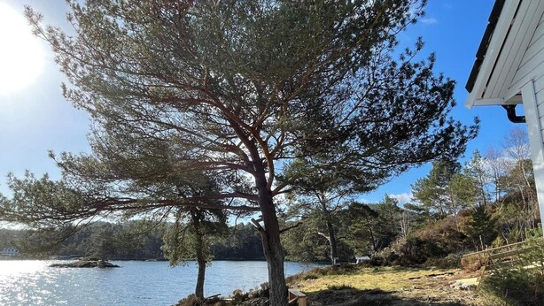 A wooden deck overlooking a lake with a large tree in the foreground. - 6 Person Holiday Home in Rubbestadneset (Bomlo)