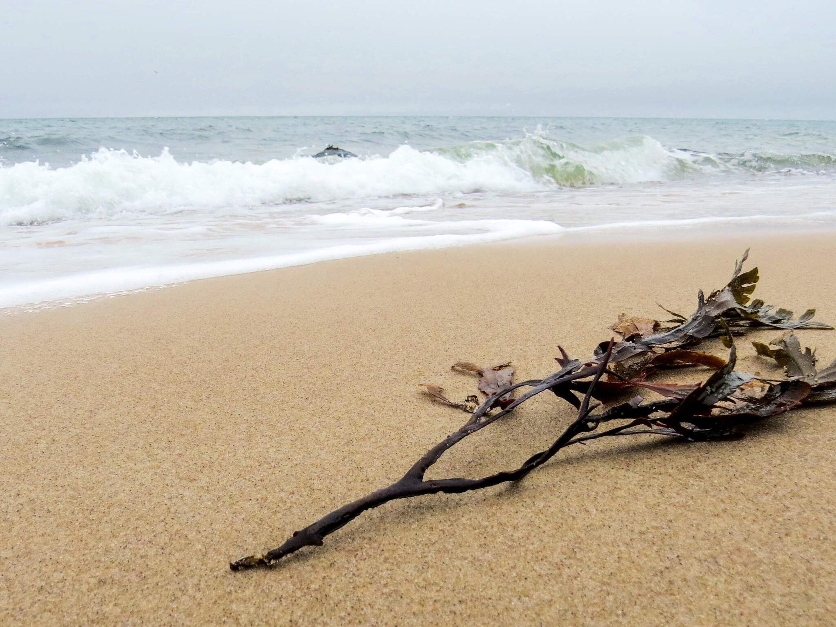 Une plage avec des vagues, une branche et des algues sur le sable.