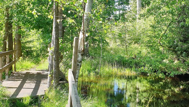 Un pont en bois enjambant une étendue d’eau paisible, entourée d’une végétation luxuriante et d’arbres.