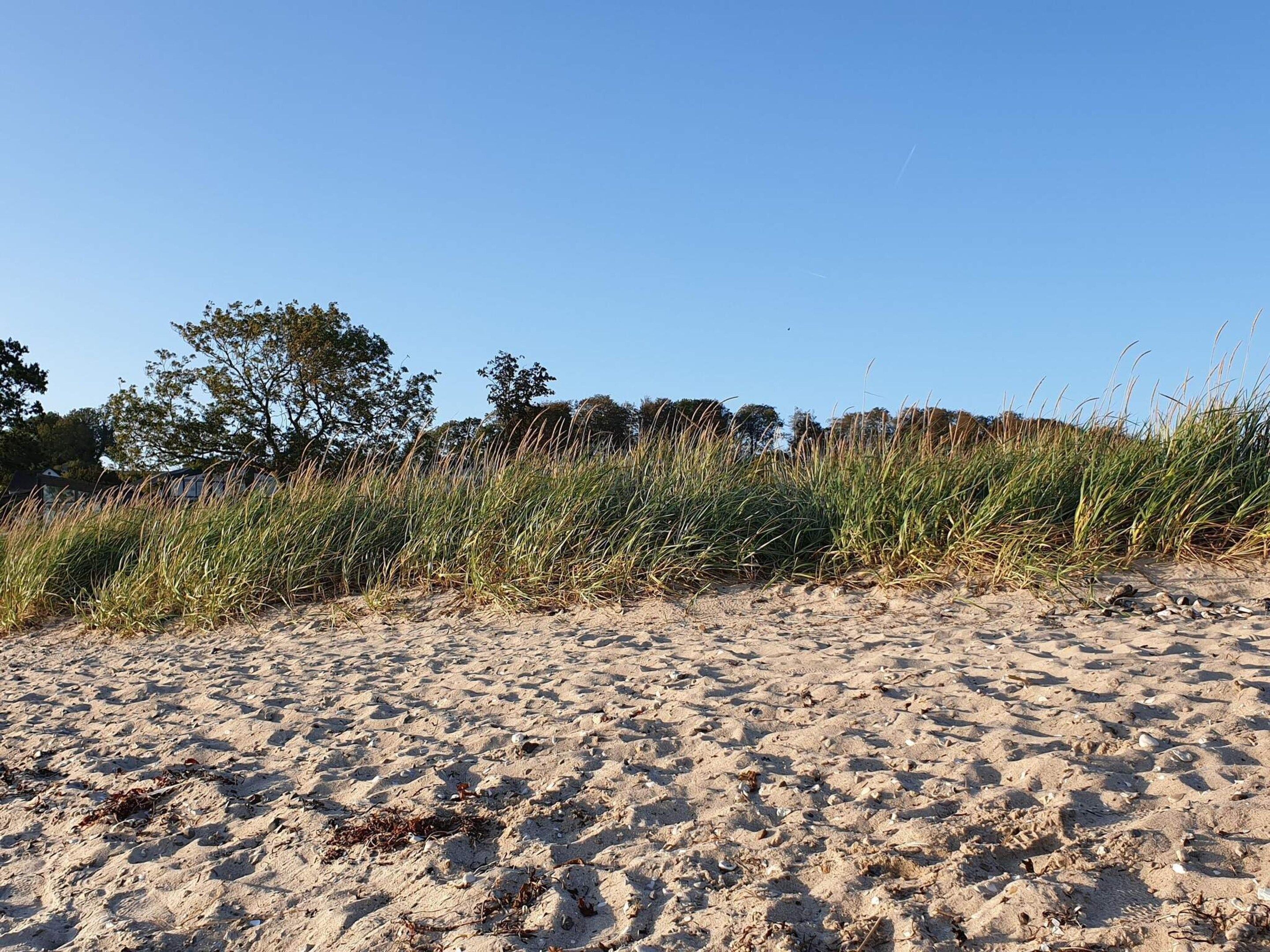 A sandy beach with sparse vegetation and trees in the background.