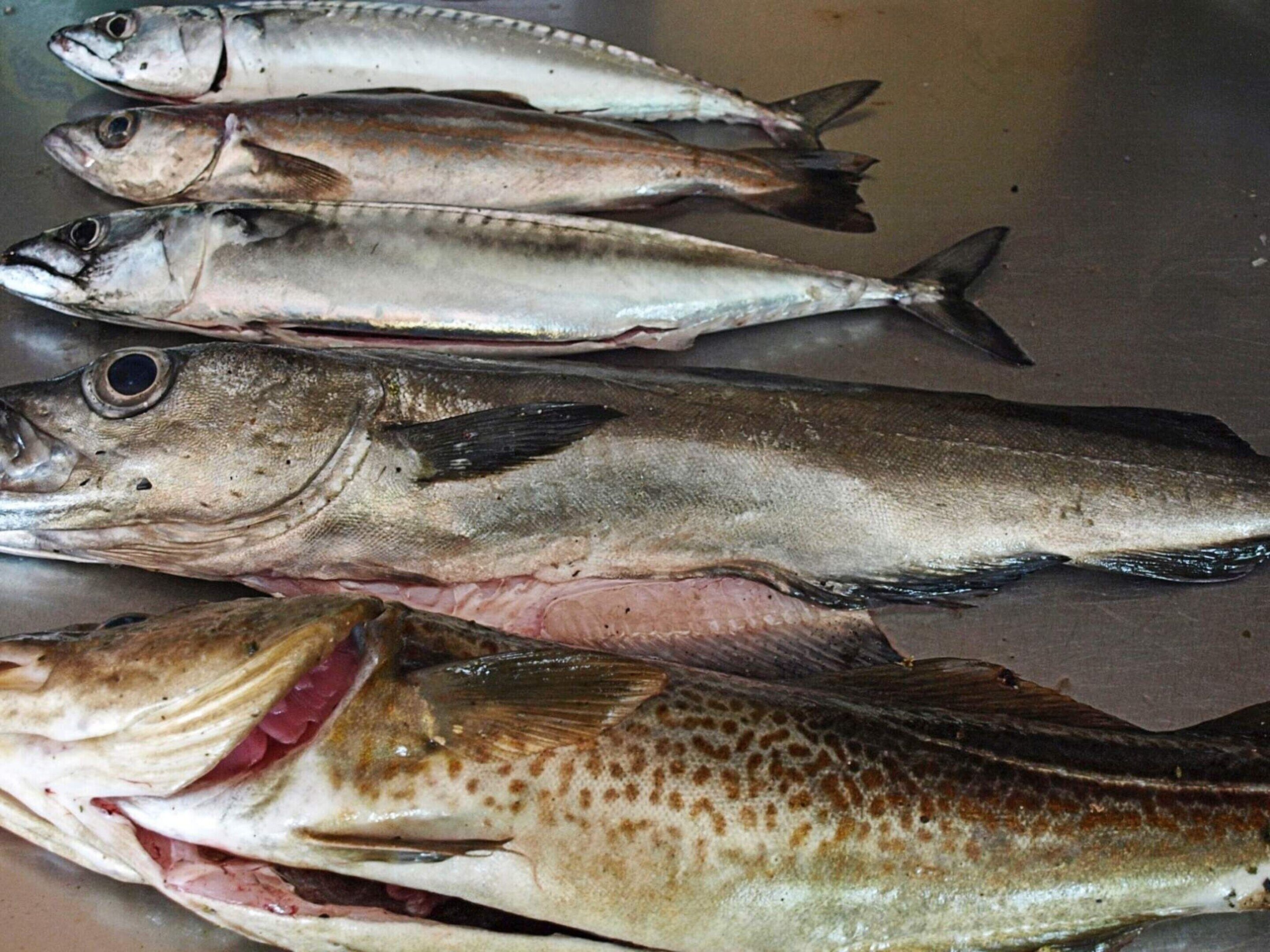 A variety of fish laid out on a surface.