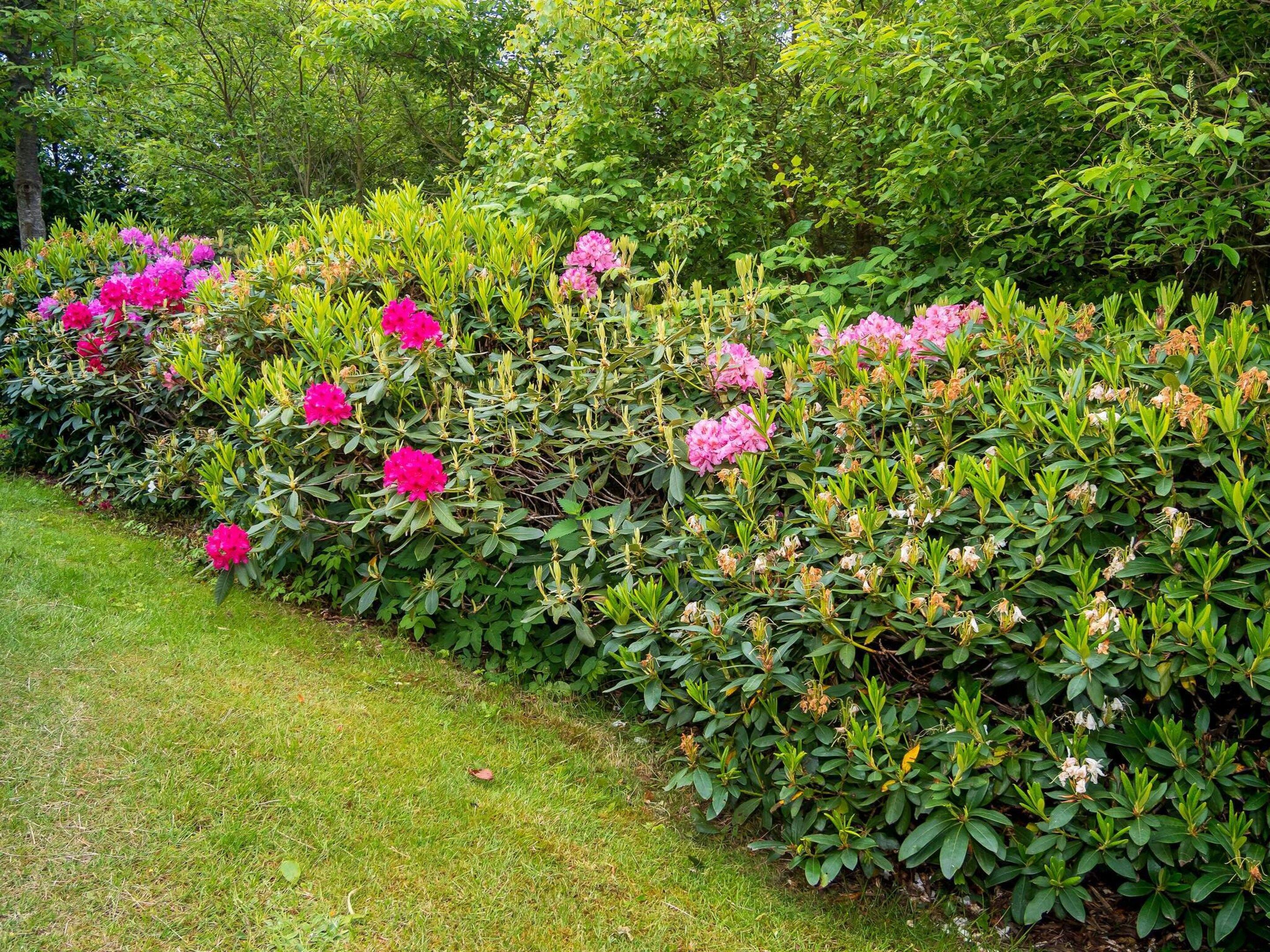 A garden with a variety of shrubs and flowering plants.