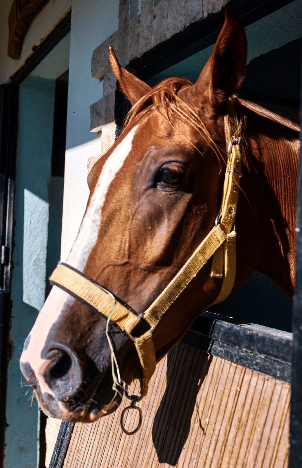 A close-up of a horse's head with a bridle, set against a rustic wooden wall.