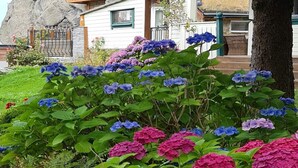 A house with a stone facade, a wooden deck, and a garden with hydrangea flowers. - 4 Star Holiday Home in Skudeneshavn (Karmoy)