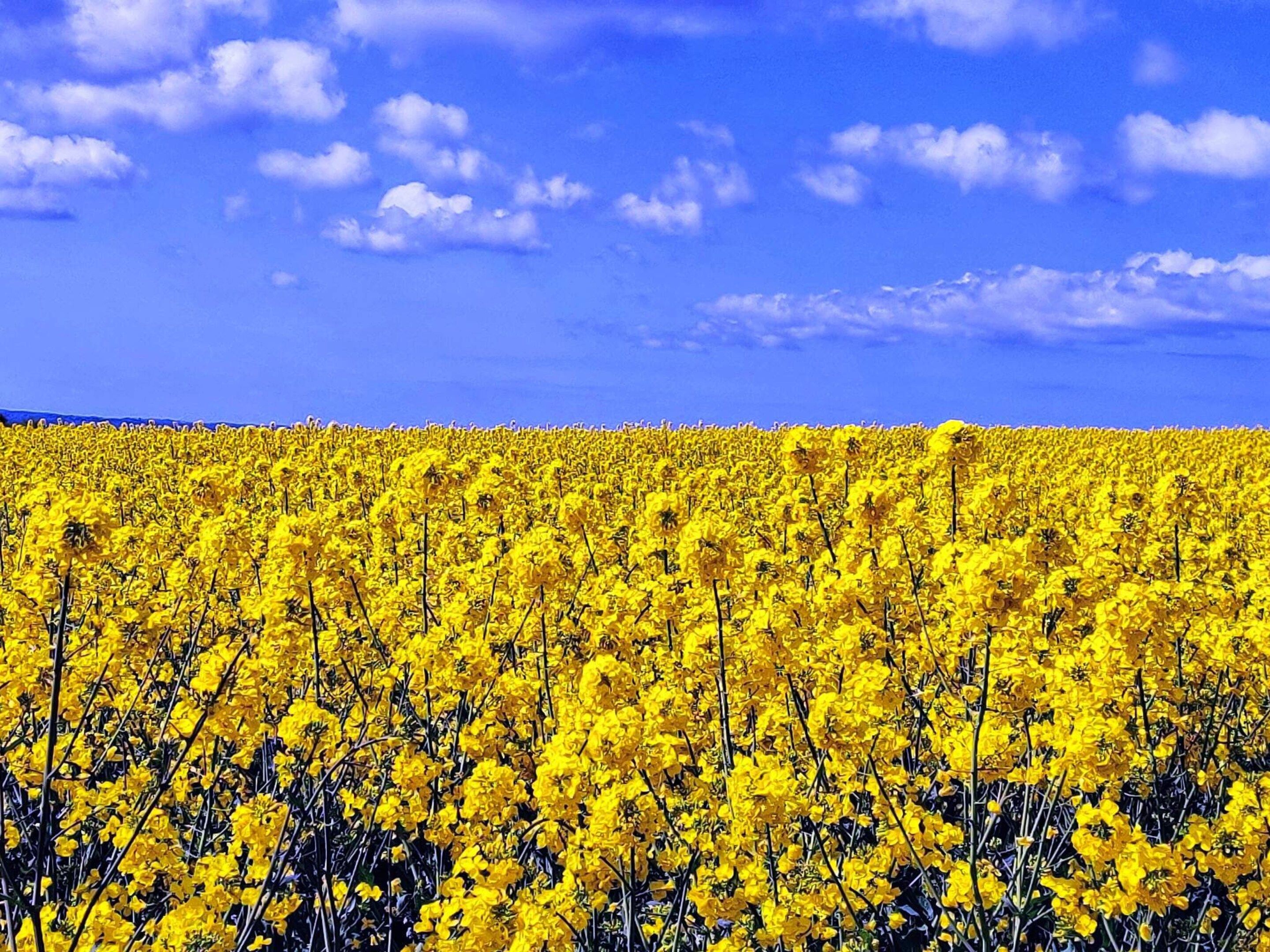 A field of yellow flowers under a clear blue sky.