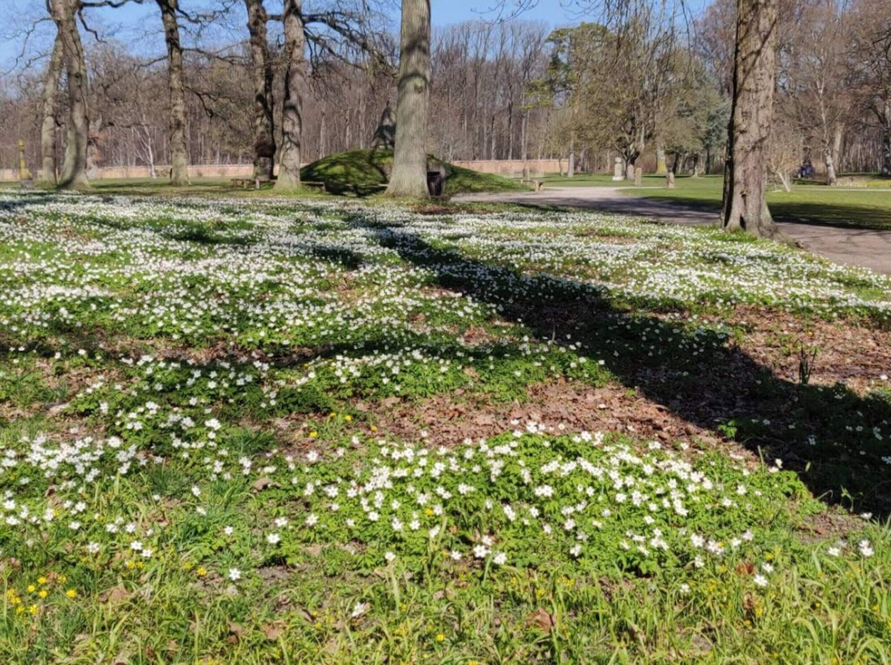 House | Property grounds