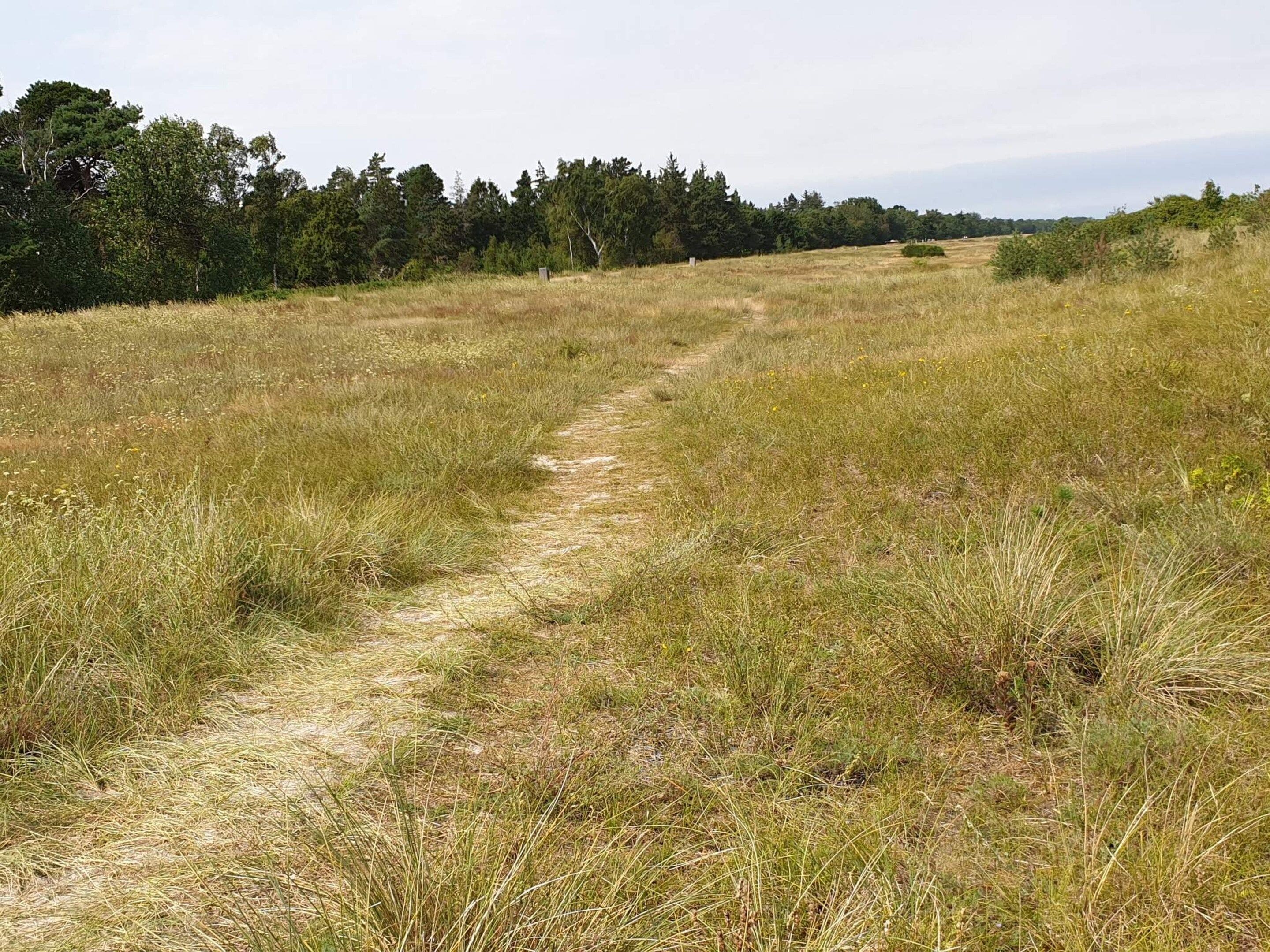 A natural landscape with a dirt path leading through a grassy field.