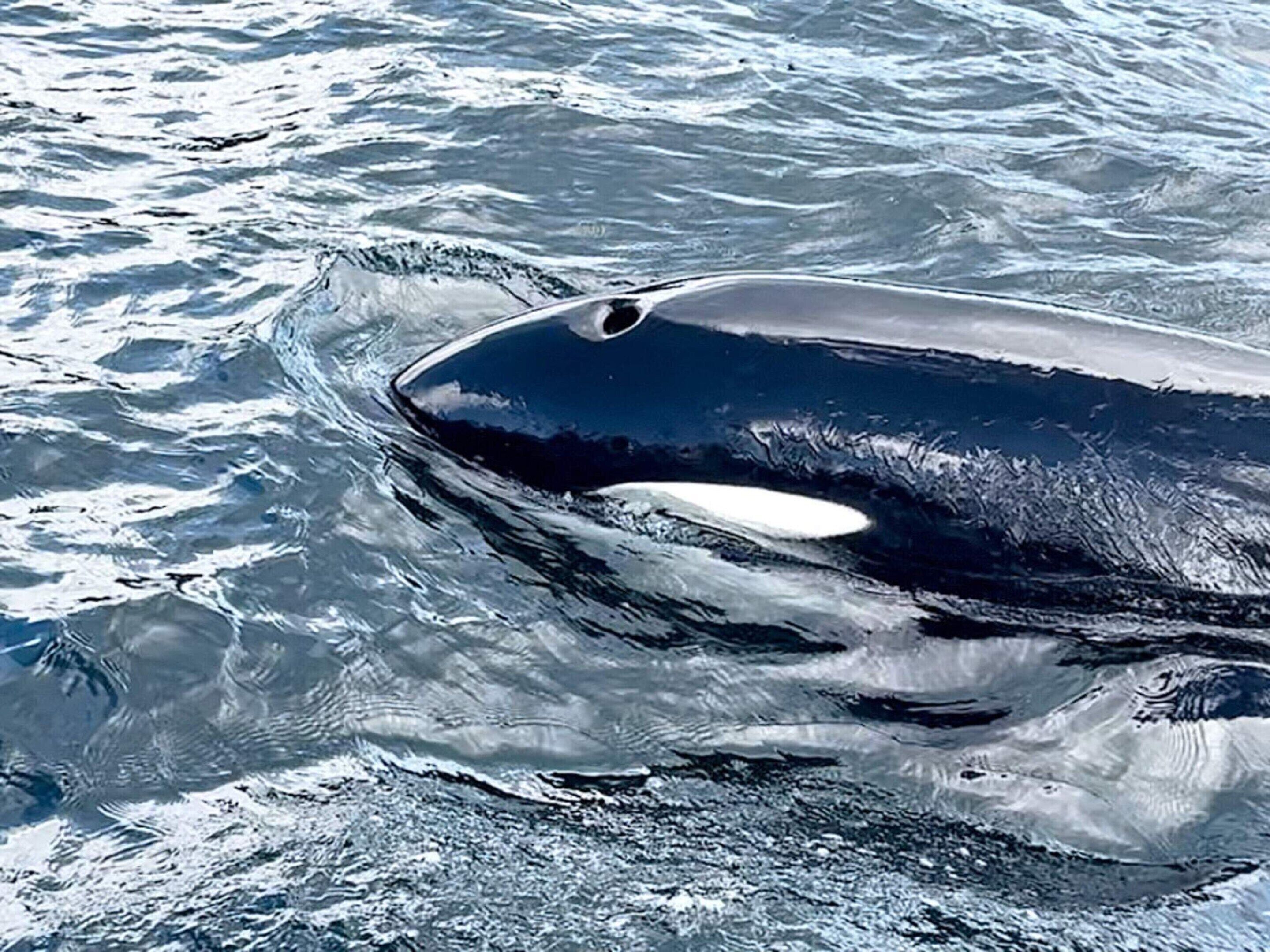 Una ballena negra nadando en el océano.