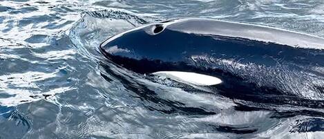 Una ballena negra nadando en el océano.