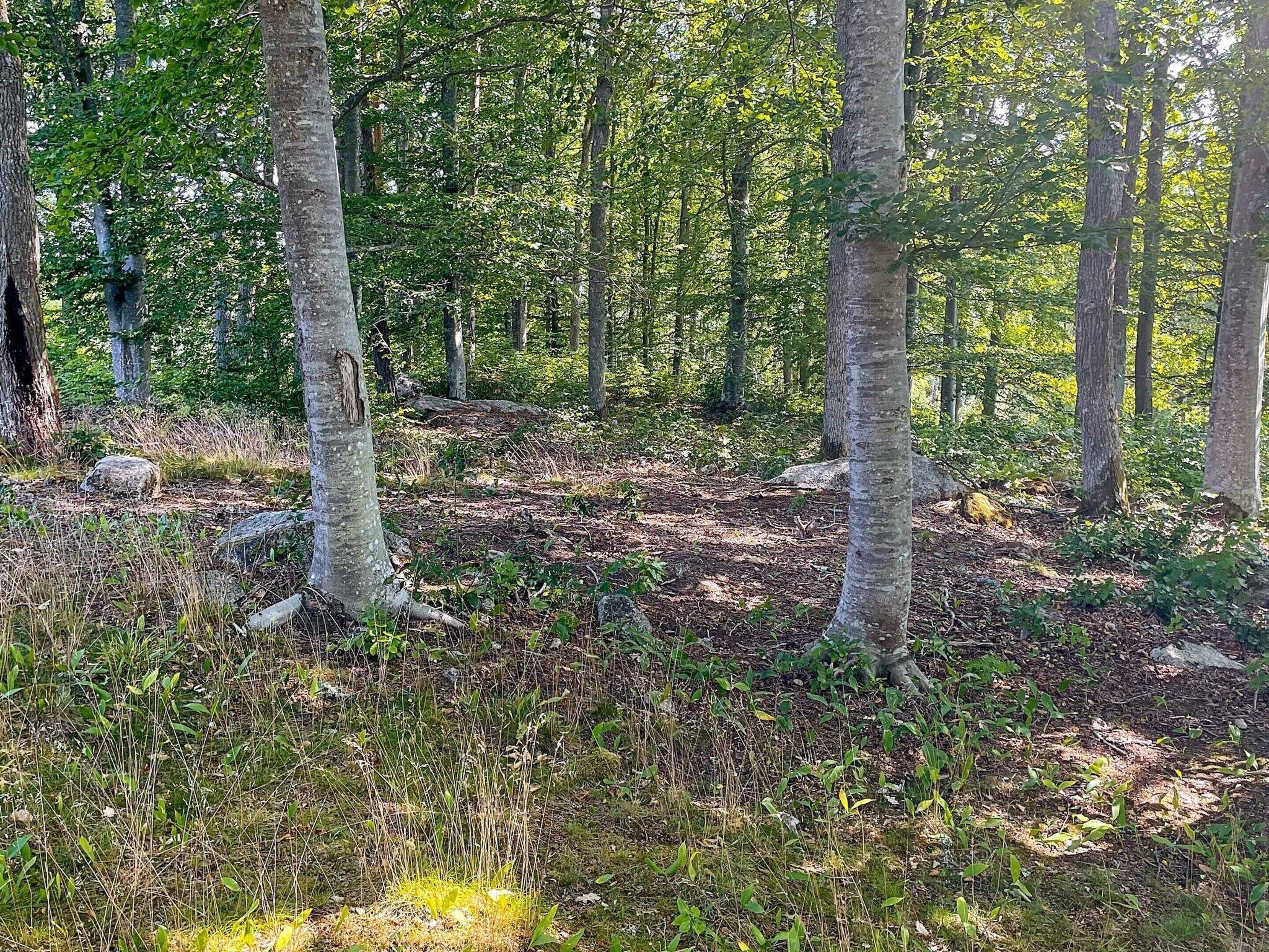 Un bosque con árboles altos y el suelo cubierto de hojas secas y hierba.