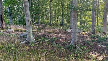 Un bosque con árboles altos y el suelo cubierto de hojas secas y hierba.