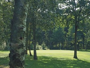 A forested area with a grassy field, trees, and a clear sky.