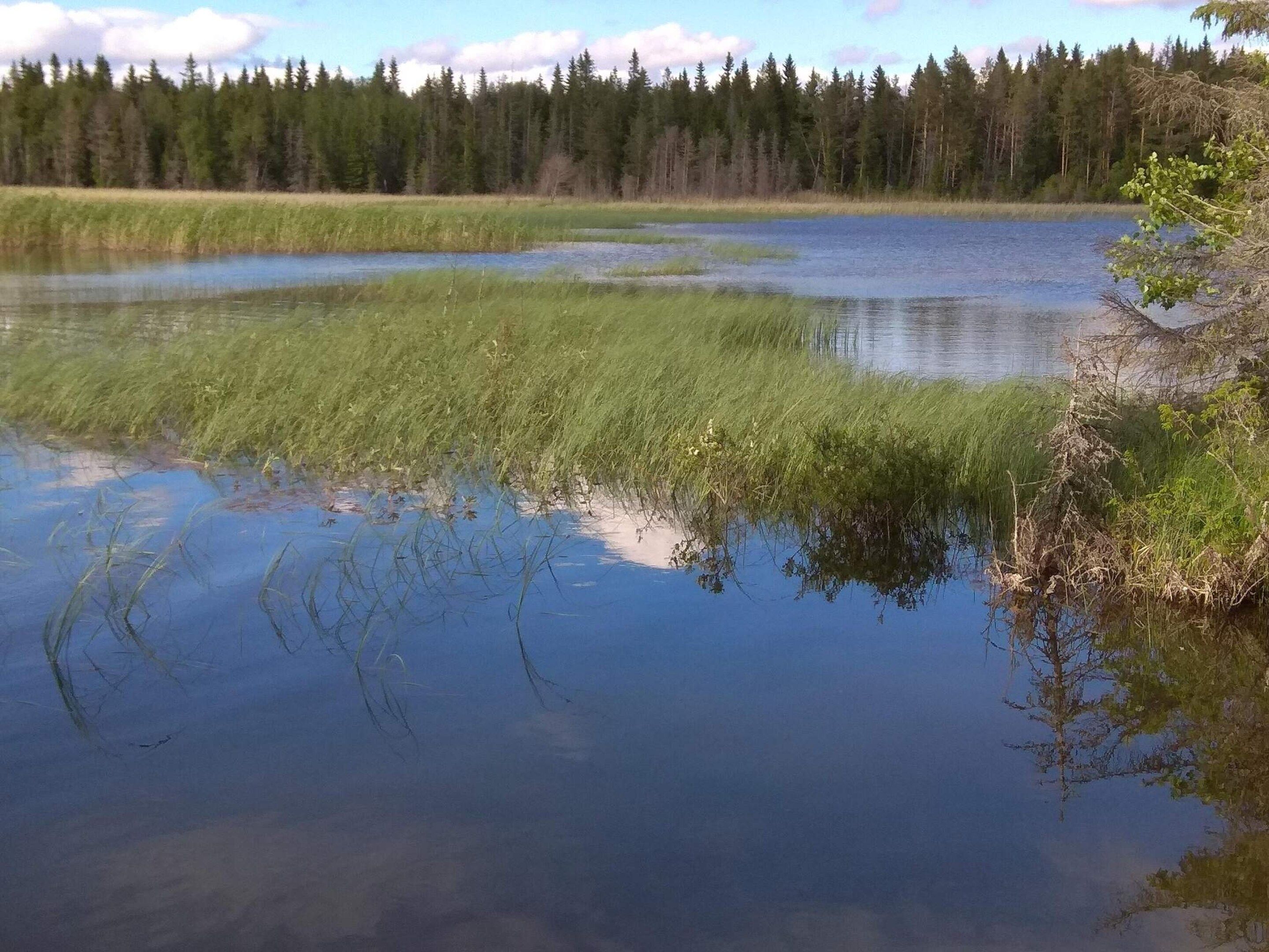 A calm lake surrounded by dense forest.