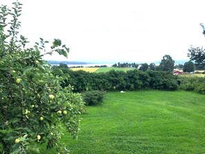 Un campo cubierto de césped con un árbol frutal, un seto y una vista distante de un edificio rojo.
