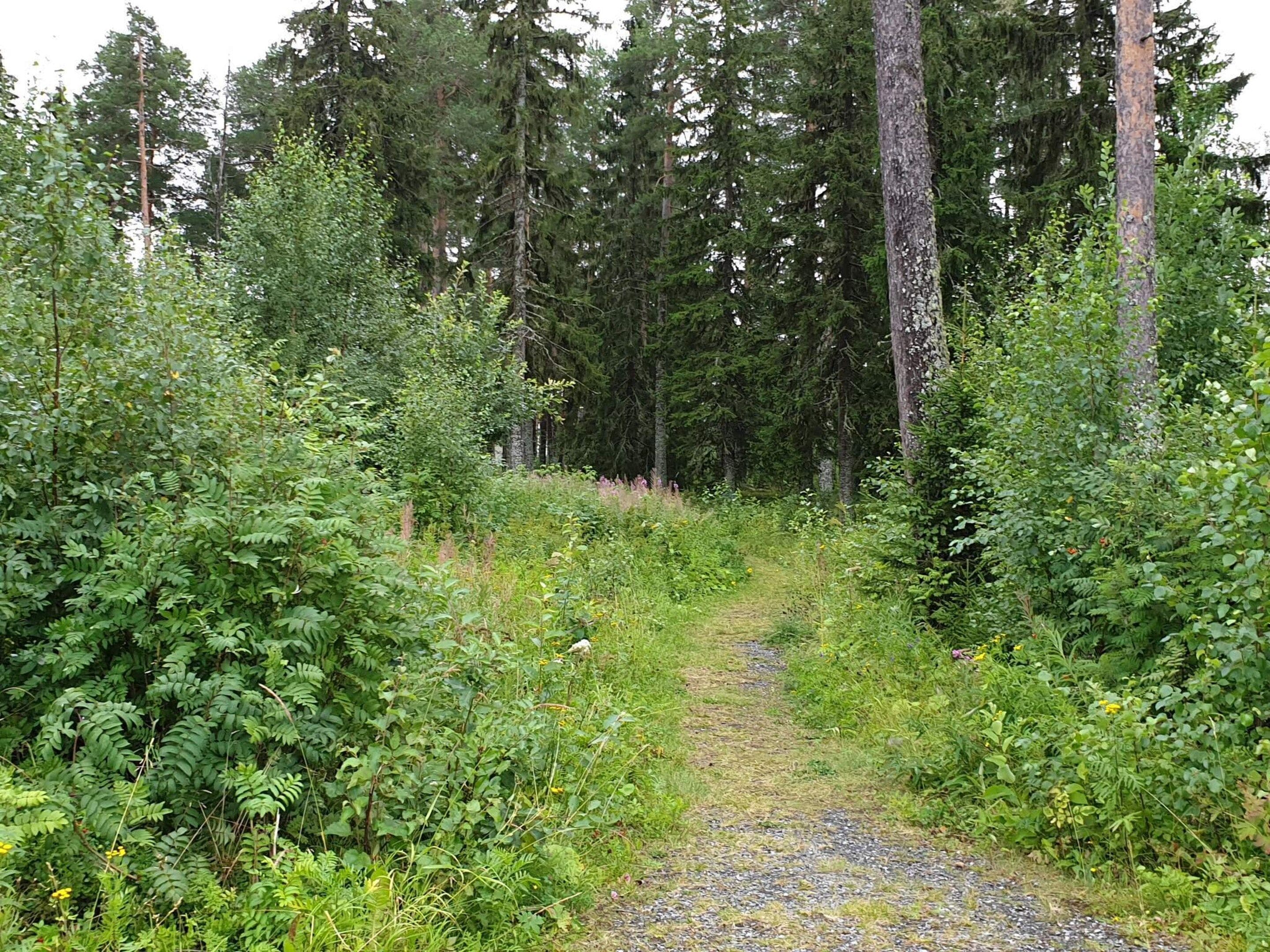 Un sendero arbolado con abundante vegetación y árboles altos.