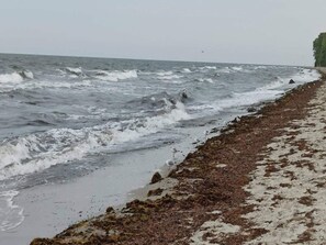 Uma praia com ondas fortes e algas na costa.