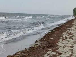 En strand med høje bølger og tang langs kysten.