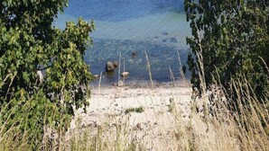 A beach with clear water, surrounded by trees and dry grass. - 4 Star Holiday Home in Vaeggerlose (Vaeggerlose)
