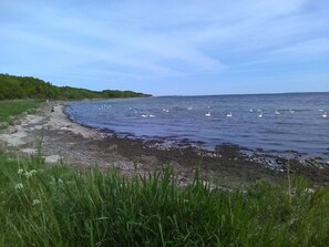 Eine Küstenlandschaft mit Sandstrand, grünen Wiesen und ruhigem Meer mit Schwänen.