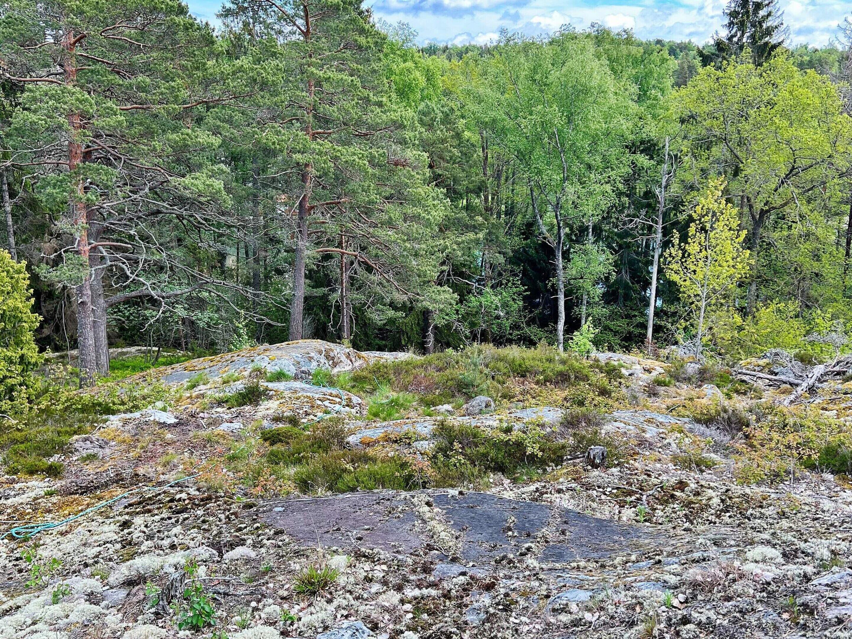 A natural landscape with a rocky terrain, dense forest, and a variety of trees.
